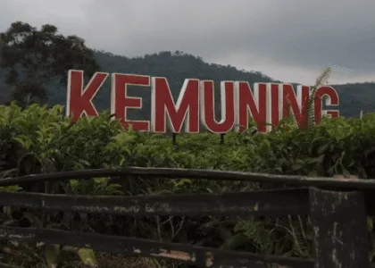 Kebun Teh Kemuning Karanganyar